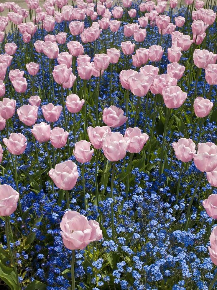 Sunshine Cascade: Radiant Floral Harmony